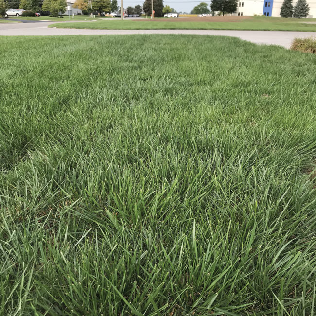fertilization service for tall fescue