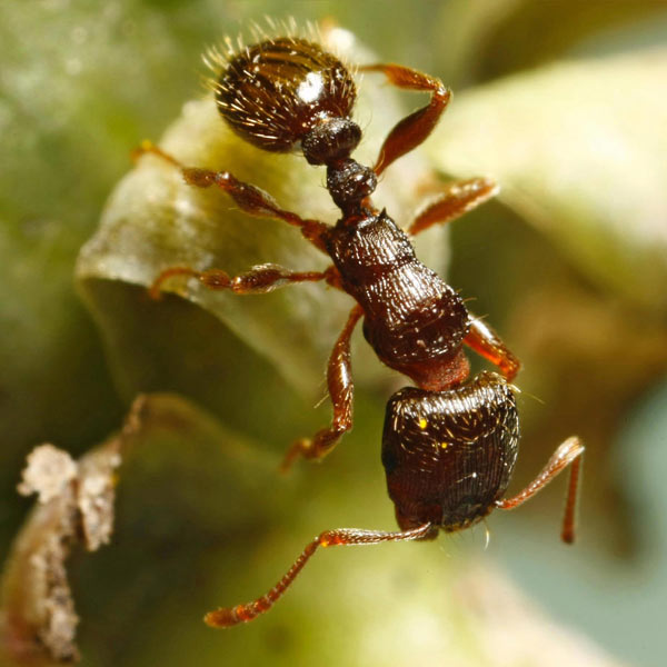 ants