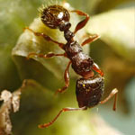 ants in lawn