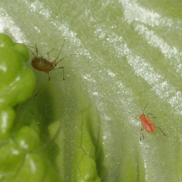 aphids