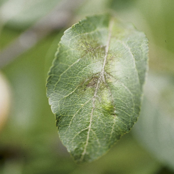 apple scab