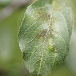 Apple scab