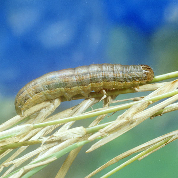 Army worm