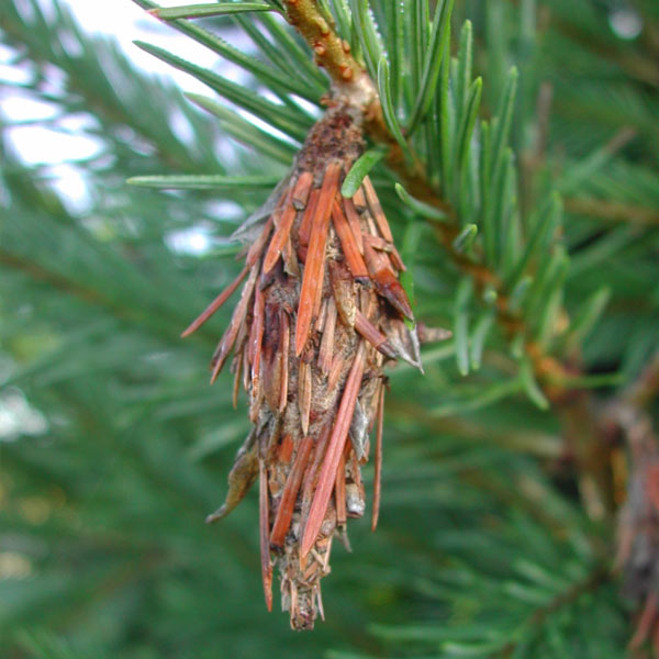 bagworms on tree