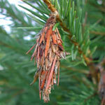 Bagworm