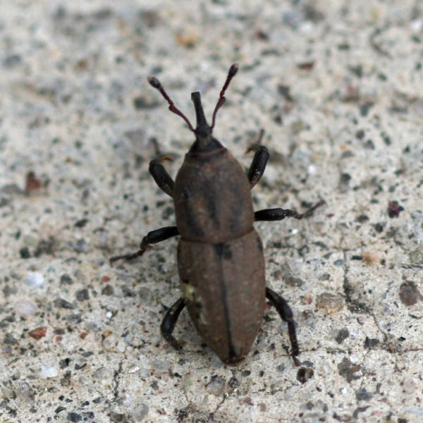 adult billbug