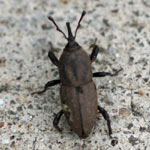 adult billbug