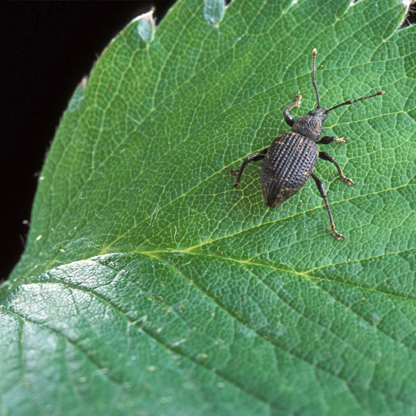 black vine weevil