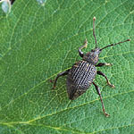 black vine weevil