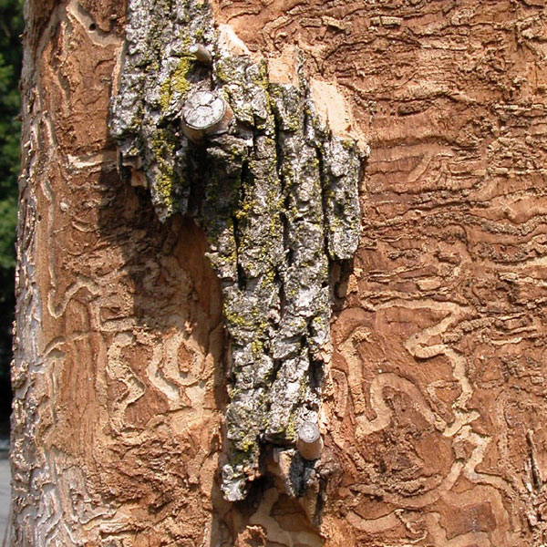 borers