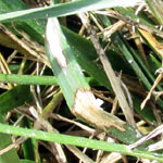 brown patch in lawn