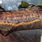 cankers