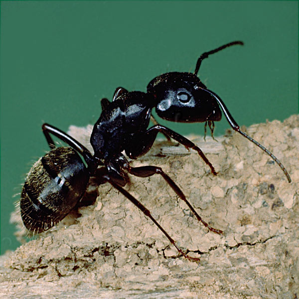 ants in lawn