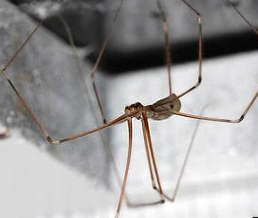 cellar spiders