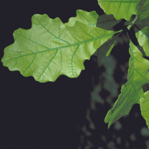 chlorosis