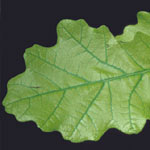 Chlorosis on trees