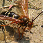 cicada killer coming out of nest hole