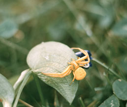 spiders