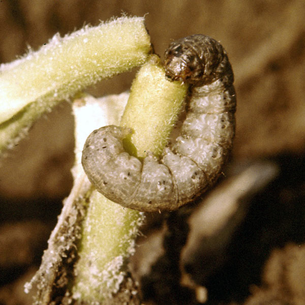 Cut worm