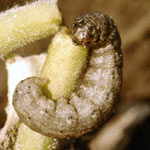 cut worm