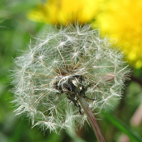 dandelion and weeds