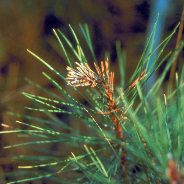 chlorosis