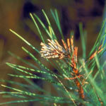 diplodia tip blight