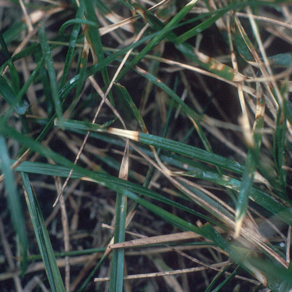 Dollar Spot Disease on Turf