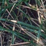 Dollar spot in turf