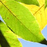 dormant oil