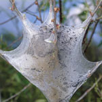 Eastern Tent Caterpillar