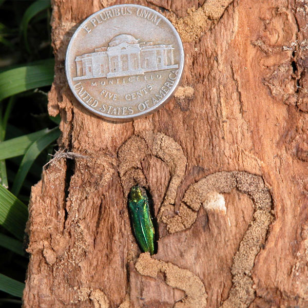 emerald ash borer