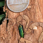 EAB