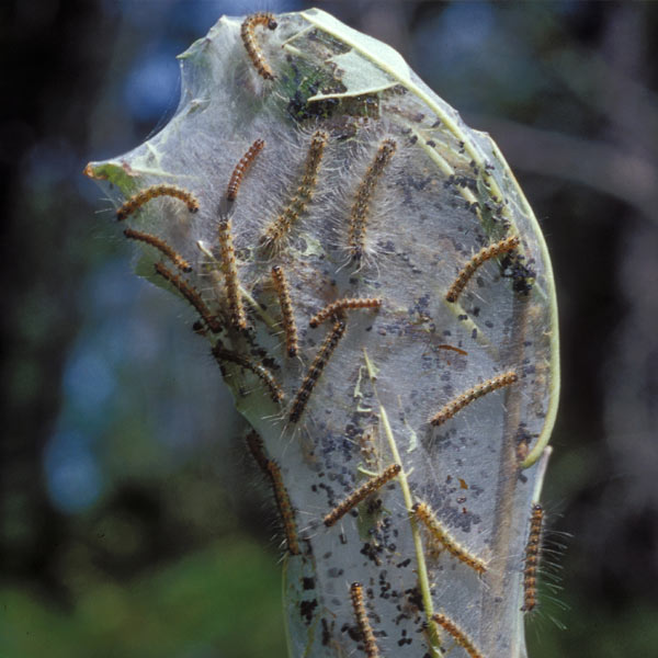fall web worm