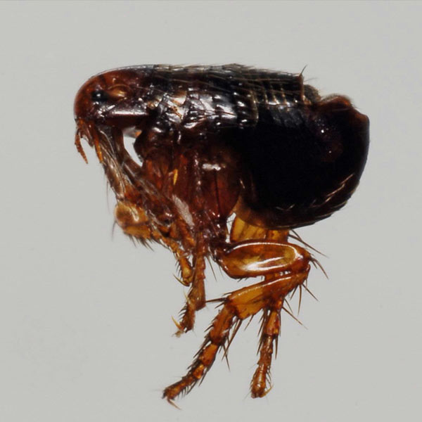a flea