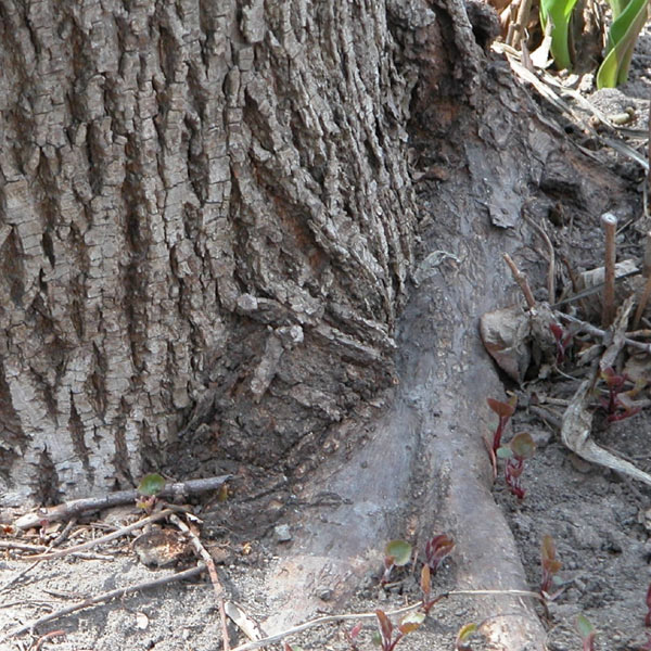 girdling roots