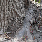 Roots girdled around trunk