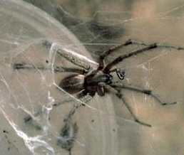 funnel weaving spiders
