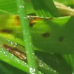Gray leaf spot in turf