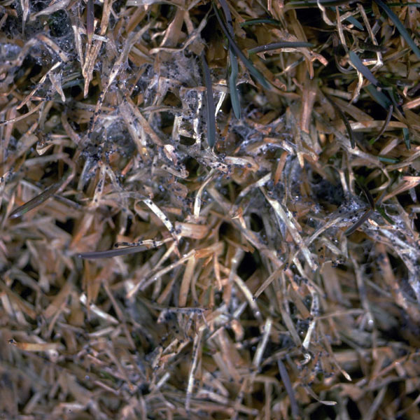 Gray Snow Mold Disease on Turf