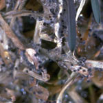 Gray snow mold in turf