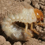 grubs