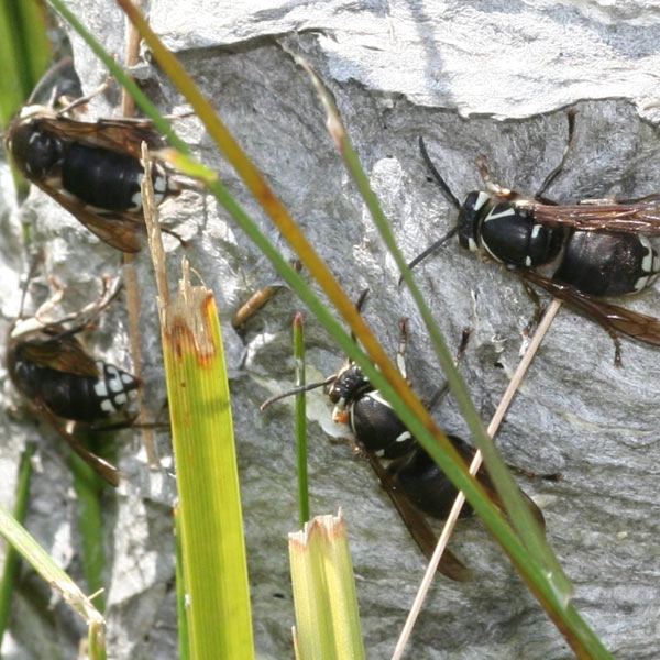 wasp and hornets