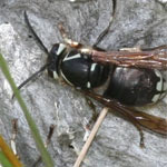 wasp and hornet control