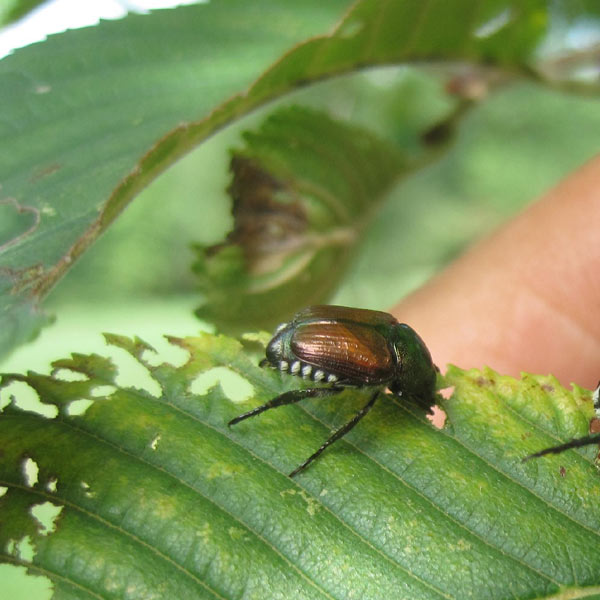 japanese beetles