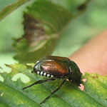 Japanese Beetles