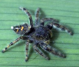 spiders