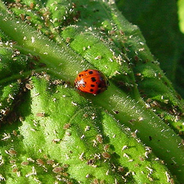 a lady bug feeding on aphids