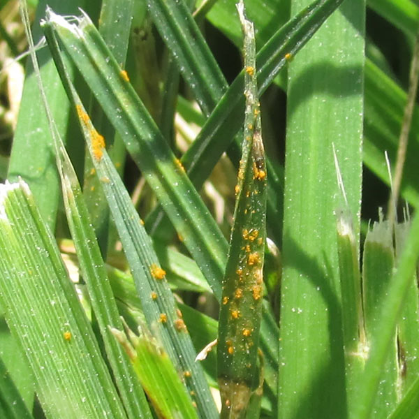 Rust on Turf