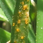 rust disease in turf